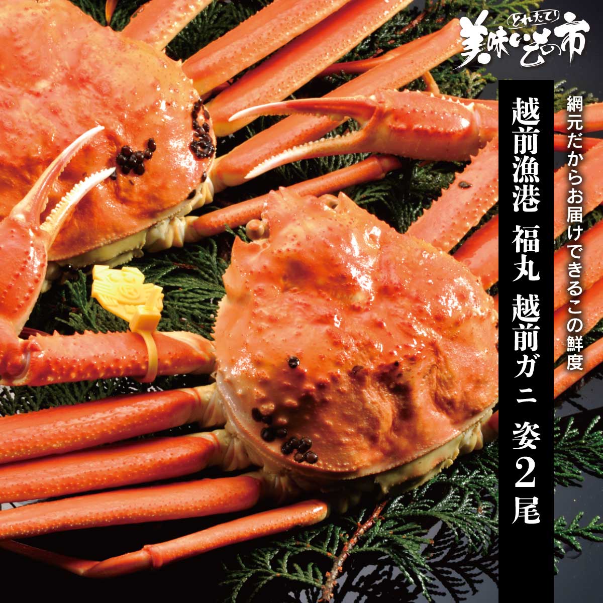 全国に名を馳せるブランド蟹「越前がに」。限られた漁期にのみ水揚げされる希少な味覚を自社船または関係する漁船で獲れたものだけを加工。水揚げ後すぐ大釜で茹で上げることで、蟹本来の濃厚な旨みと奥深い味わいを最大限に引き出しました。数量限定、極上の越前がにです。この出会いお見逃しなく！網元だからお届けできるこの鮮度 全国に名を馳せるブランド蟹「越前がに」。限られた漁期にのみ水揚げされる希少な味覚を自社船または関係する漁船で獲れたものだけを加工。水揚げ後すぐ大釜で茹で上げることで、蟹本来の濃厚な旨みと奥深い味わいを最大限に引き出しました。数量限定、極上の越前がにです。この出会いお見逃しなく！ 越前漁港 福丸 越前ガニ 姿2尾 内容量 越前かに 2尾 正味1.26kg（総重量1.4kg） 原産地 越前ガニ（福井県越前） 加工地 福井県越前町 賞味保証期間 冷凍60日（解凍後早め） アレルギー表示 原材料の一部に、かにを含む