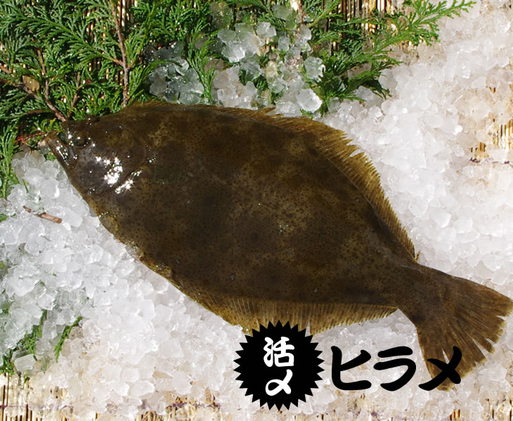 ヒラメの締め方ガイド 血抜きなど上手に持ち帰るための手順と方法を解説 暮らし の