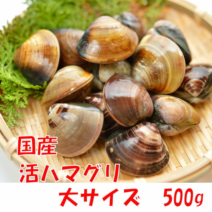 活はまぐり　大サイズ 70g〜100g　5〜7個 　500g分　国産　[はまぐり]