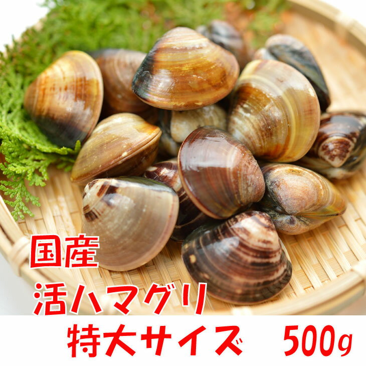 活はまぐり　特大サイズ 90g〜140g　3〜6個 　500g分　国産　[はまぐり]