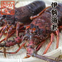 伊勢海老 3尾 1kg わけあり 大きめサイズ #元気いただきますプロジェクト（水産物）送料無料 [活伊勢海老]