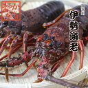 活伊勢海老　3尾　1kg　三重県産　高級[活伊勢海老]