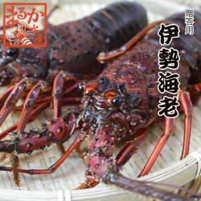 活きたまま発送　ほんのちょっとワケあり、活伊勢海老　3尾　500g[活伊勢海老]