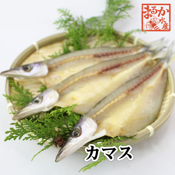 特選干物 カマス（塩）3枚 （冷凍）[干物]