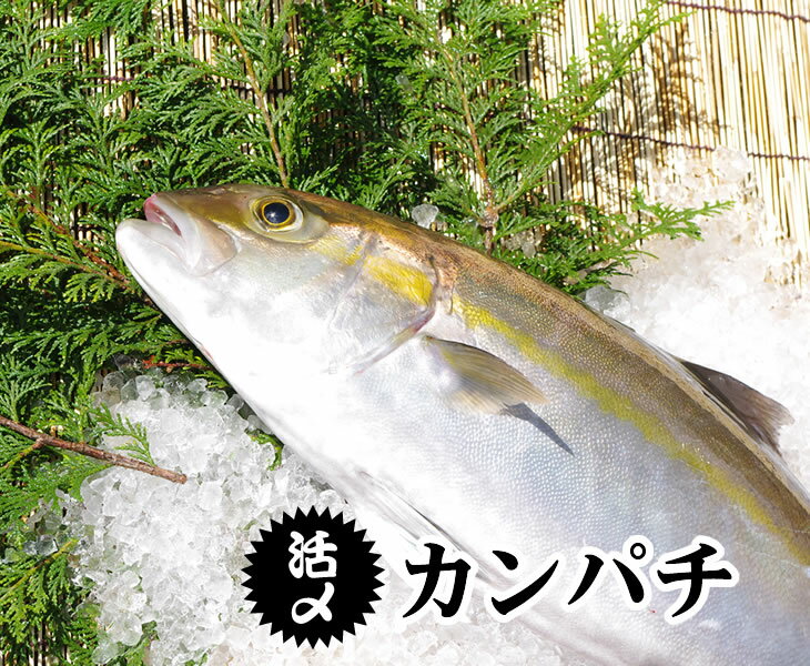 高級魚と知られているカンパチをお届けいたします。 活〆された新鮮なお刺身は、食感、味、共絶品です！ 発送時に水槽から水揚げして活〆して発送いたします。 鮮度を保つのと、生ごみの処理が軽減する、水洗い（ウロコ、内臓、エラの除去）もお選びいただけます。