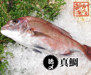 活〆　真鯛　1枚　約1.2kg（三重県産　養殖）