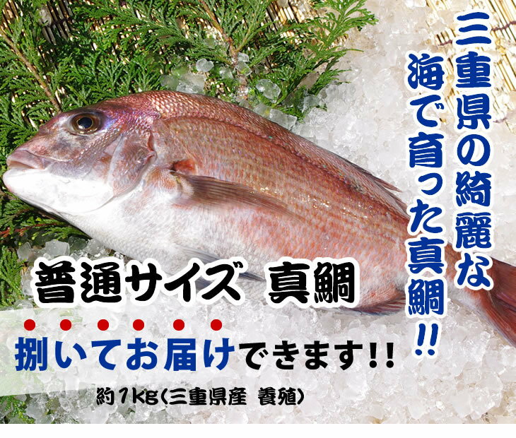 楽天市場 真鯛 普通サイズ 捌いてお届けできます 1 0kg 魚介類 まるか水産楽天市場店 楽天市場 真鯛 普通サイズ 捌いてお届けできます 1 0kg 魚介類 まるか水産楽天市場店
