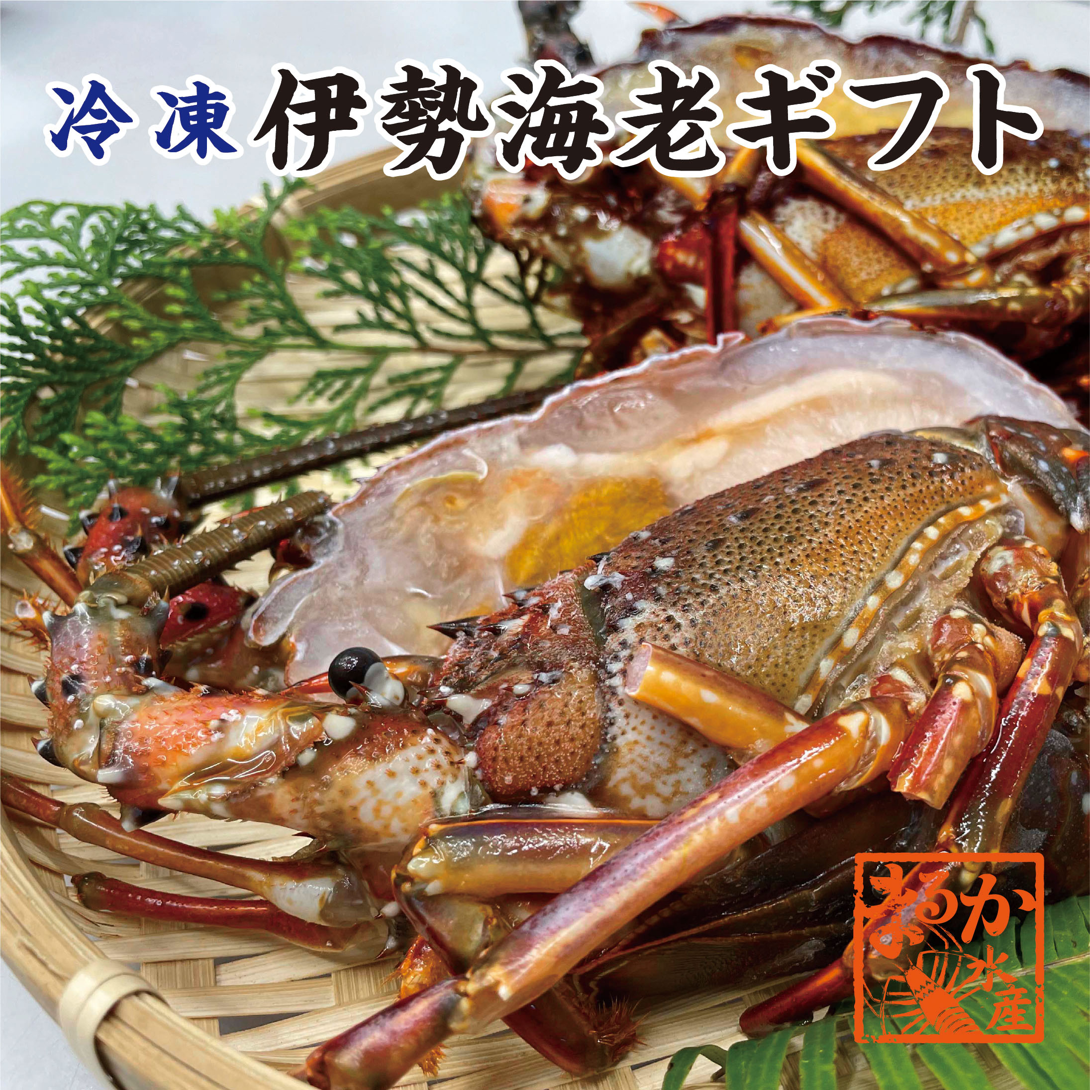 伊勢海老　ギフトセット　冷凍（加熱用）　（300～350g×2尾）　ギフトBOX　　[冷凍伊勢海老]