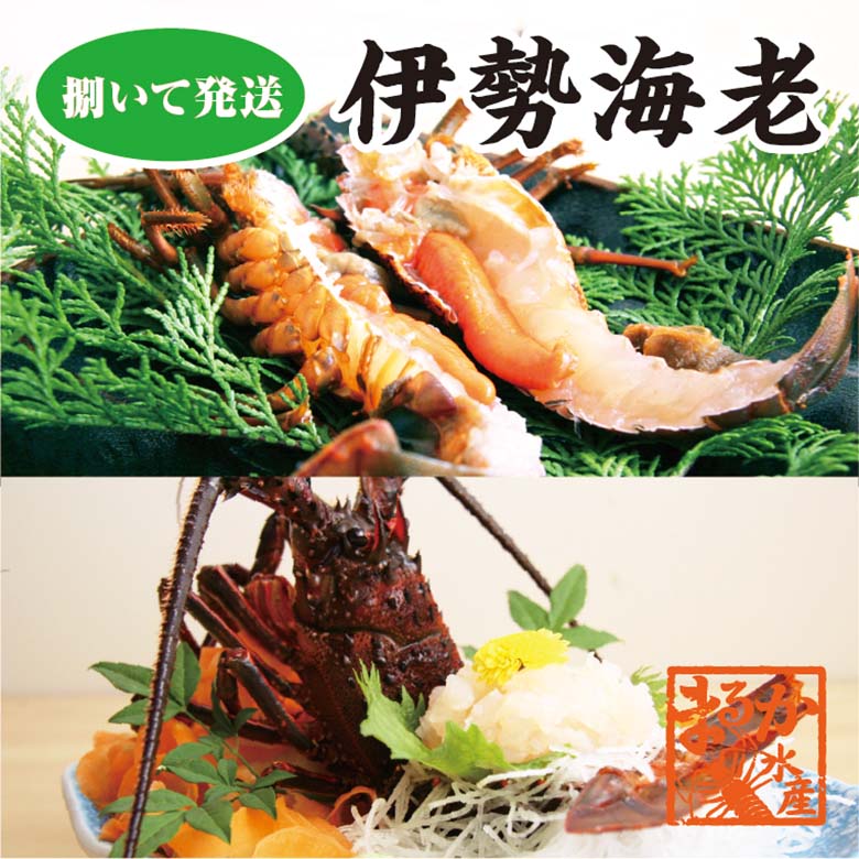 捌いて発送　国産天然　伊勢エビ　4尾　1kg[伊勢海老]