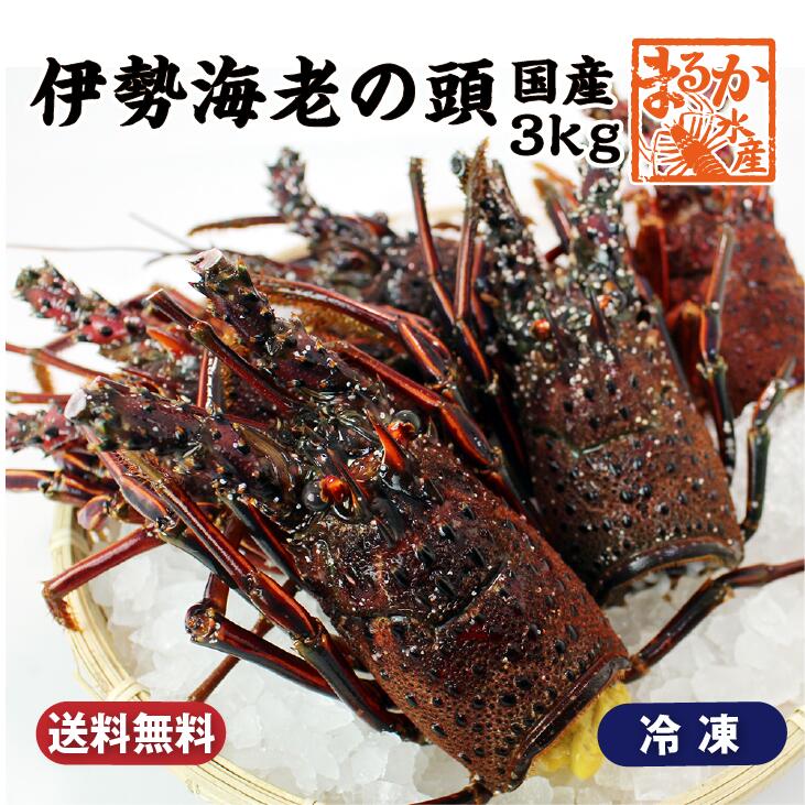 国産伊勢海老の頭　　約3kg　冷凍 [伊勢海老]