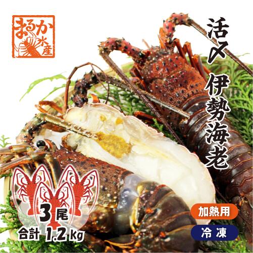 伊勢海老　活〆冷凍（加熱用）大 3尾入 1.2kg 