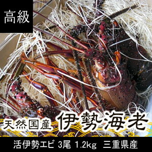 活伊勢エビ　3尾　1.2kg　三重県産　高級[伊勢海老]