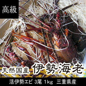 活伊勢エビ　3尾　1kg　三重県産　高級[伊勢海老]