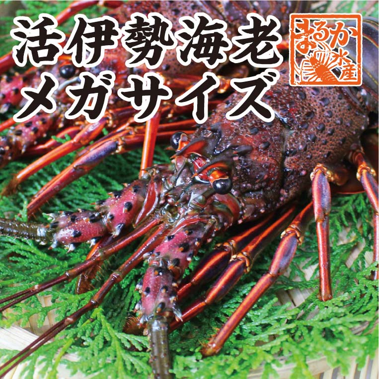 活伊勢海老　活きたまま発送します　ほんのちょっとワケあり、特大サイズ　2尾　1kg　　[活伊勢海老]