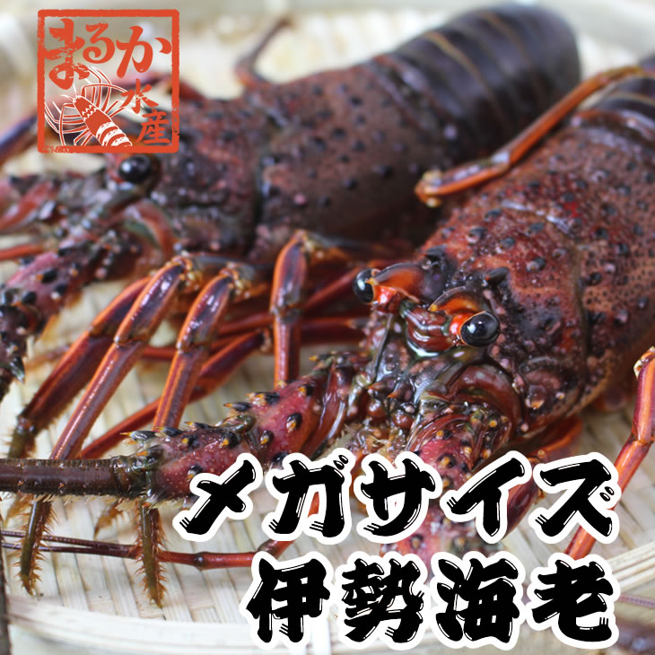 特大伊勢海老　活きてます　3kg以上　3～5尾　メガサイズ[伊勢海老]送料無料