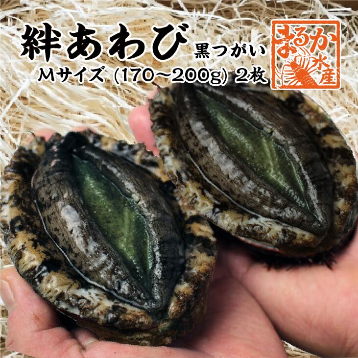 絆あわび 天然黒あわびのつがいセット）Mサイズ 170～200g　2枚 [あわび]