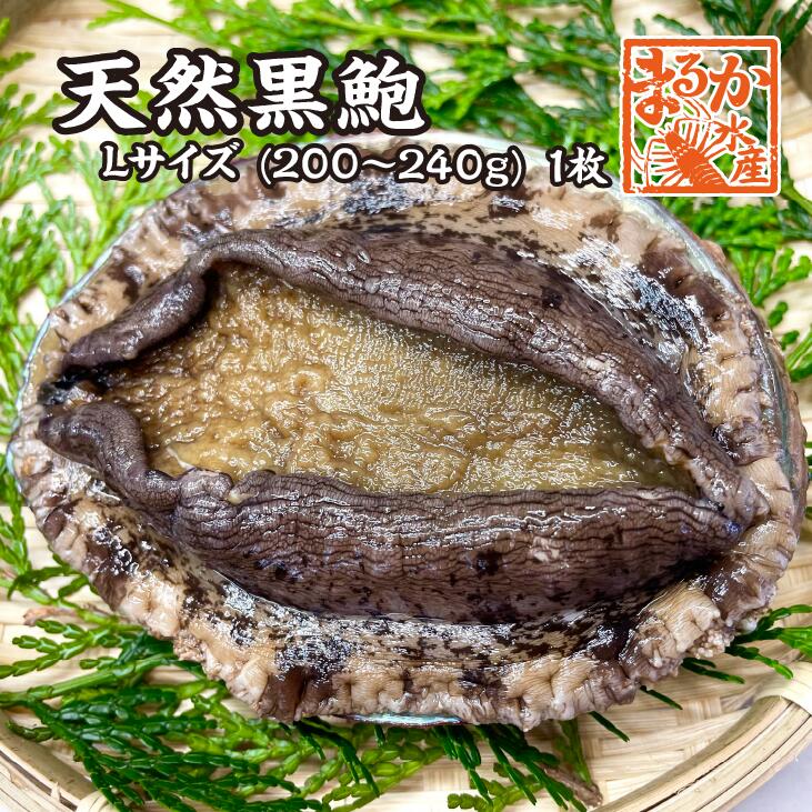天然黒あわび Lサイズ 200～240g 1枚 [あわび]