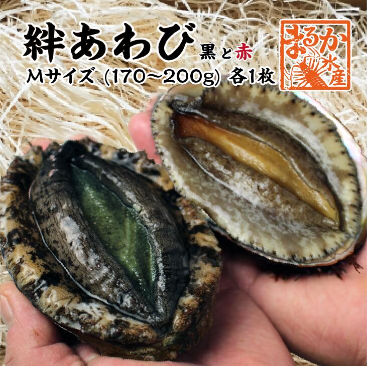 【ふるさと納税】 嗜好の大型アワビ 1kg 前後 刺身 竹中水産 鮑 アワビ あわび ギフト プレゼント 贈り物 送料無料 【H22-227】【配送不可地域：離島・北海道・沖縄県】【1060851】