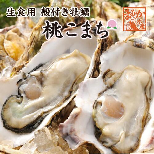 （12月中旬入荷予定）生食用 殻付き牡蠣「桃こまち」軍手・ナイフ付[牡蠣]
