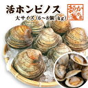 活 ホンビノス貝 大サイズ(6~8個)