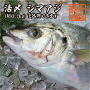 鯵の王様　縞鯵（しまあじ）アジの中でも大型で特に美味しいといわれる高級魚です1尾、1.1kg〜1.3kgの三重県南伊勢町で育てられた養殖魚になります。3〜4人前のお刺身ができます。発送寸前に自社水槽にて水揚げし活〆します真空パックして発送しますので、鮮度は抜群です。料理によって、下処理や捌いてお届けできます。カートに入れる際に選択してください。参考にしてください。姿造りなど→神経〆してそのままお届け→　そのまま〆で姿造りなど→〆てウロコ、内臓除去→　水洗い（ウロコ、内臓除去）お刺身→　三枚おろしで、皮無しスキンレス