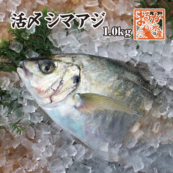 活〆シマアジ 1尾 約1.0kg 捌いてお届けできます[シマアジ]