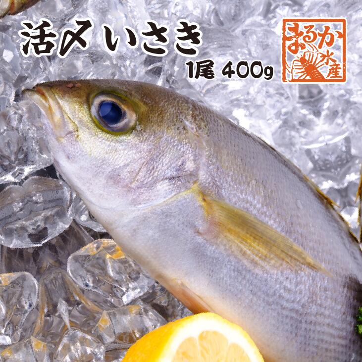 活〆いさき　1尾　400g　下調理できます　[イサキ]のサムネイル