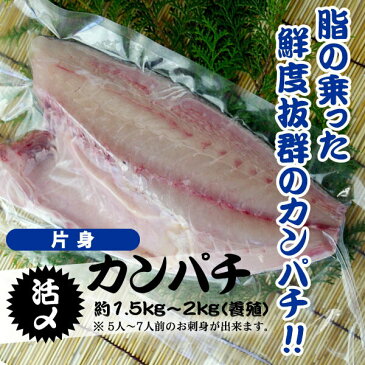 活〆カンパチ　片身　（養殖）1尾3.5kg〜4.0kgの半分