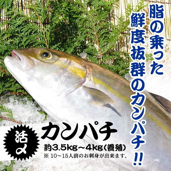 活〆カンパチ　1尾　3.5kg〜4.0kg（養殖）