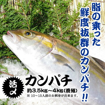 活〆カンパチ 1尾 3.5kg〜4.0kg(養殖)