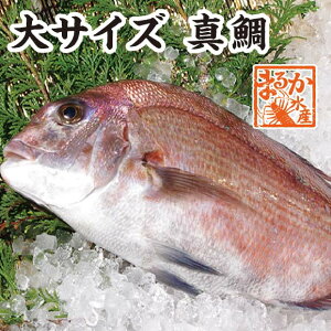 真鯛　大きめサイズ　捌いてお届けできます　1.5kg　[魚介類]