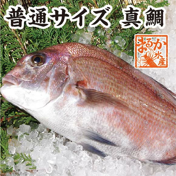 真鯛　普通サイズ　捌いてお届けできます　1.0kg　[魚介類]のサムネイル