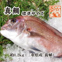 活〆 真鯛 標準サイズ 1尾 1.2kg　[魚介類]