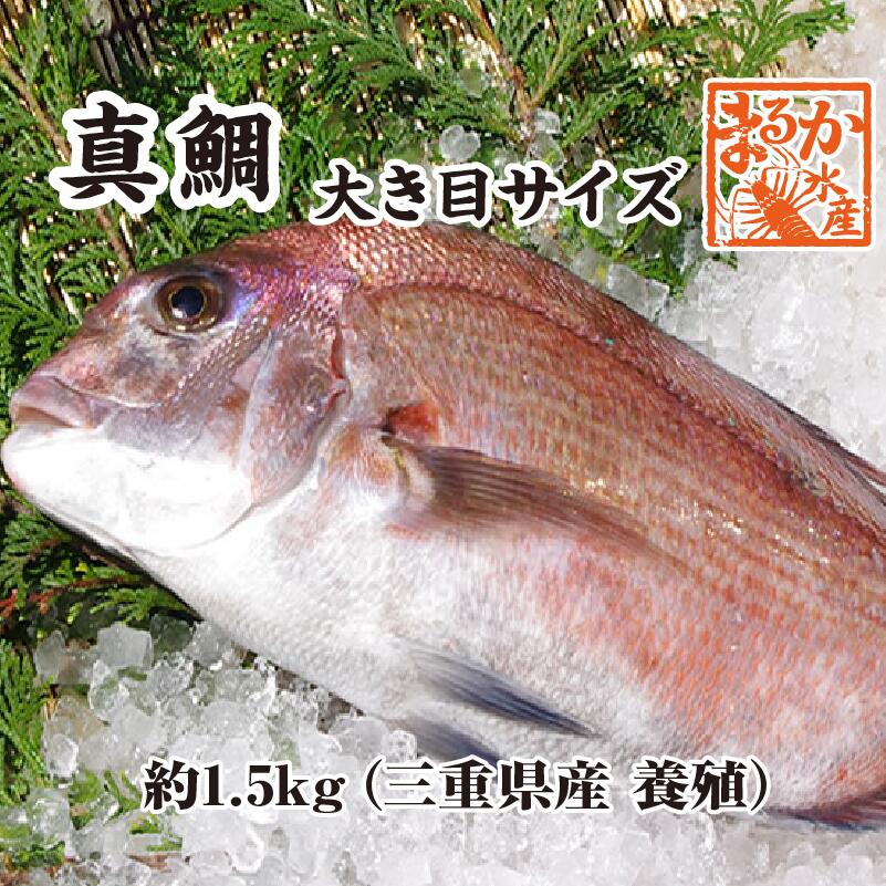 活〆 真鯛 捌いてお届け！ 大きめサイズ 1尾 1.5kg　[魚介類]