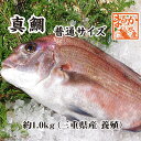 活〆 真鯛 普通サイズ 1尾 1.0kg　[魚介類]