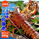 三重県産 伊勢海老 1尾 800g以上 加熱用 冷凍伊勢海老 鮮度の良い伊勢海老を瞬間凍結