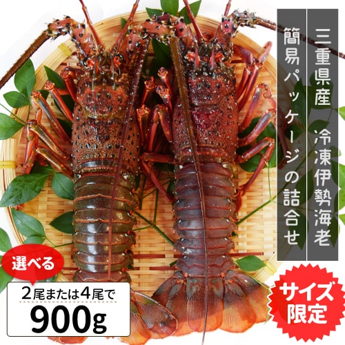 伊勢海老 三重県産 900g サイズ限定特別価格 送料無料 刺身用瞬間冷凍 伊勢エビ イセエビ お歳暮 ギフト