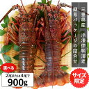 伊勢海老 三重県産 900g サイズ限定特別価格 送料無料 刺身用瞬間冷凍 伊勢エビ イセエビ 母の日 ギフト