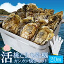 桃こまち 牡蠣 カンカン焼き 20個 ミニ缶入 （牡蠣ナイフ・片手用軍手付）三重県鳥羽の離島 希少 牡蛎 殻付き牡蠣 海鮮 バーベキューセ..