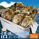 桃こまち 牡蠣 カンカン焼き 50個 ミニ缶入 (牡蠣ナイフ・片手用軍手付)三重県 鳥羽の離島 希少 牡蛎 殻付き牡蠣 海鮮 バーベキューセット