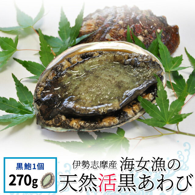 海女漁の天然活黒あわび 大サイズ1個で270g 三重県伊勢志摩産アワビ 夏季限定 お中元 ギフト