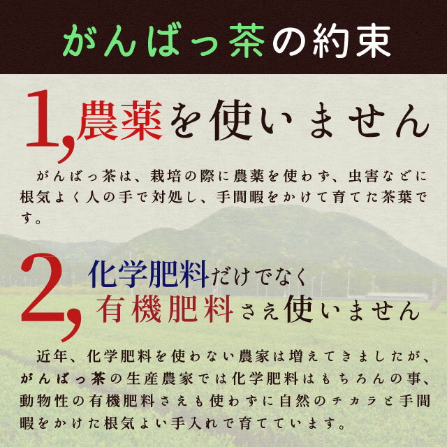 伊勢茶 粉末煎茶80g（40g×2個） お茶 無農薬 日本茶 三重県産 農薬・肥料不使用栽培 3