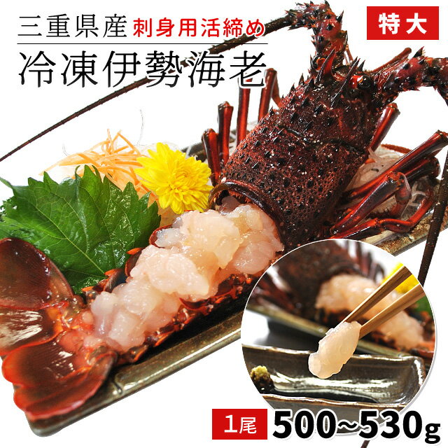 三重県産伊勢海老1尾500〜530g お刺身用冷凍伊勢海老 鮮度の良い伊勢海老を瞬間凍結