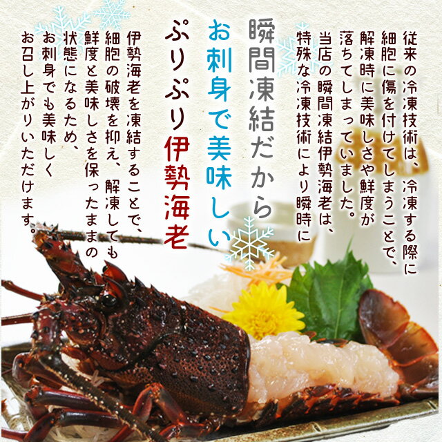 予約受付中 刺身用瞬間冷凍あす楽対応三重県産あす楽対応三重県産伊勢エビ伊勢海老詰合せ送料無料尾数選べます５尾 １１尾で約２ｋｇ ギフト 伊勢 鳥羽志摩特産横丁活伊勢海老を瞬間凍結