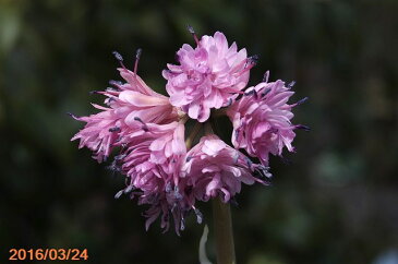 八重咲きショウジョウバカマ 玉簾　大株　4号ポット【早春の山野草】【山草系夏日陰和の宿根草】【非耐暑性宿根草】【シェードガーデン向き宿根草】