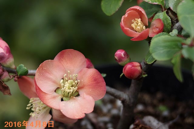 斑入り植物　　斑入りノボケ　3号　【春～初夏の花木】【盆栽素材】【ミニ 盆栽 苗】【苔玉素材】【小山飾り素材】