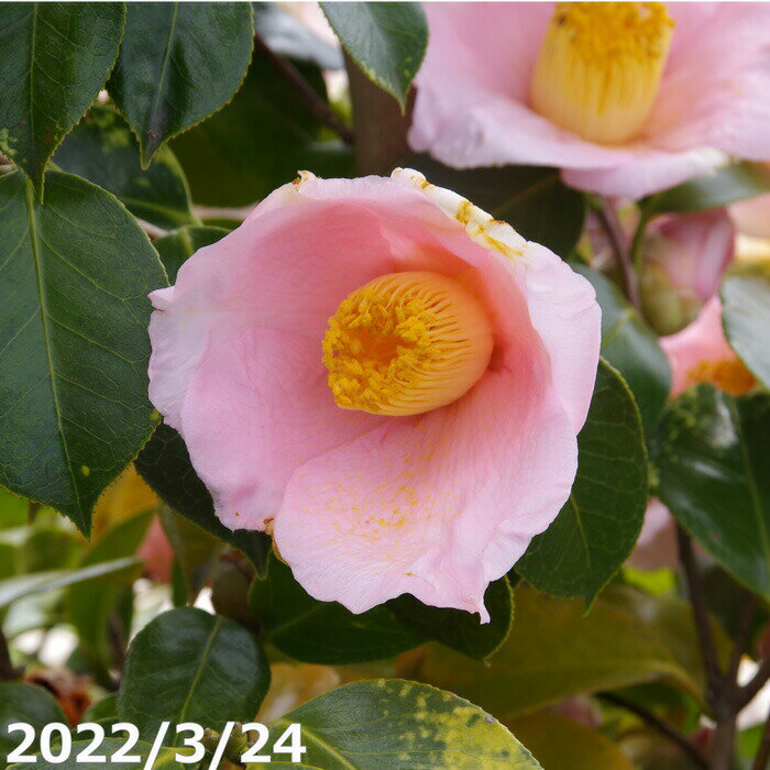 【現品・一点物No.8265】椿 苗　曙 接木 12号 抜き苗 高さ118cm （長期化成肥料付）【送料無料】【半日陰〜好日性植物】【椿苗 ツバキ】【植木 庭木】【樹木 花木】【茶花】【椿 苗木】