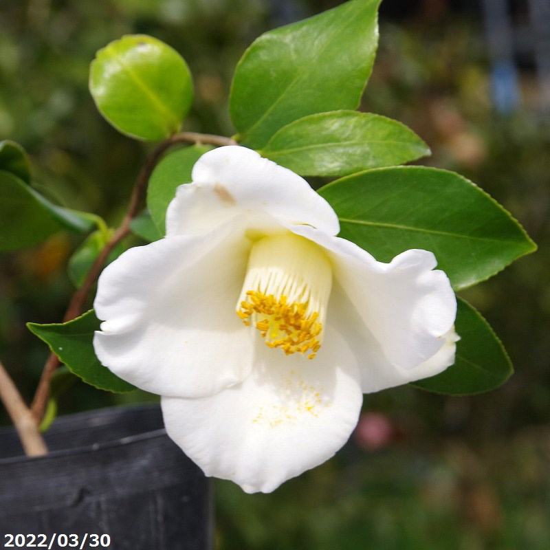 椿 苗　清香　2年生挿木苗　3号（9cmポット） （長期化成肥料付）　【半日陰～好日性植物】【椿苗 ツバキ】【盆栽素材】【茶花】【花木】【椿　苗木】