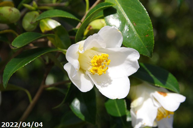 科名ツバキ属 名称植物学上はヤブツバキ 別名ツバキ 学名Camellia japonica 分布日本列島　本州、九州、四国　　北限　青森県海外　朝鮮半島南部、及び台湾 花期秋〜春 耐寒性有 耐暑性強 日照全日照から半日陰、明るい日陰まで耐陰性は強い 用途庭園樹、茶花（切花）、盆栽等 花期：2〜4月 花色:白色 花形:一重、筒咲き 小輪、茶花用。 　 　 　