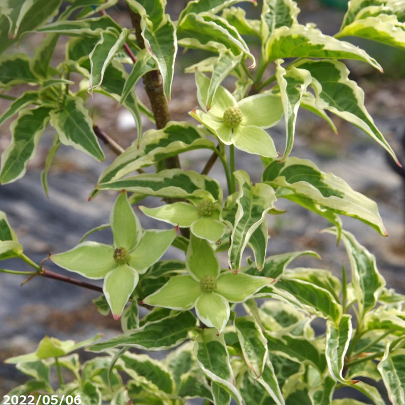 庭木苗斑入りヤマボウシウルフアイ接...